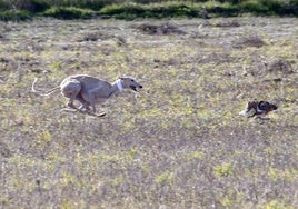 Carrera de galgos este domingo.