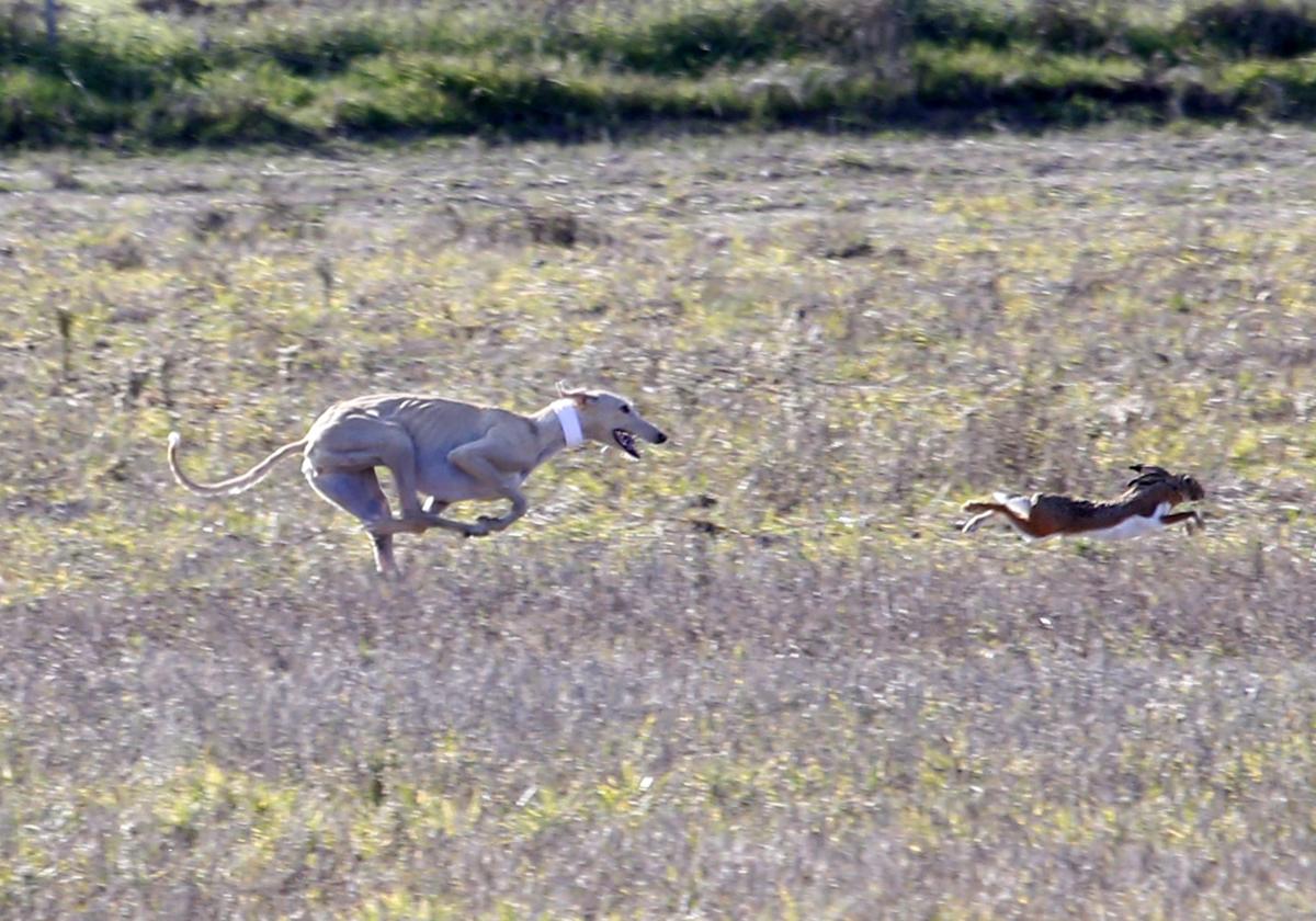 Las imágenes de una nueva jornada de los cuartos de final del LXXXVII Campeonato de Galgos