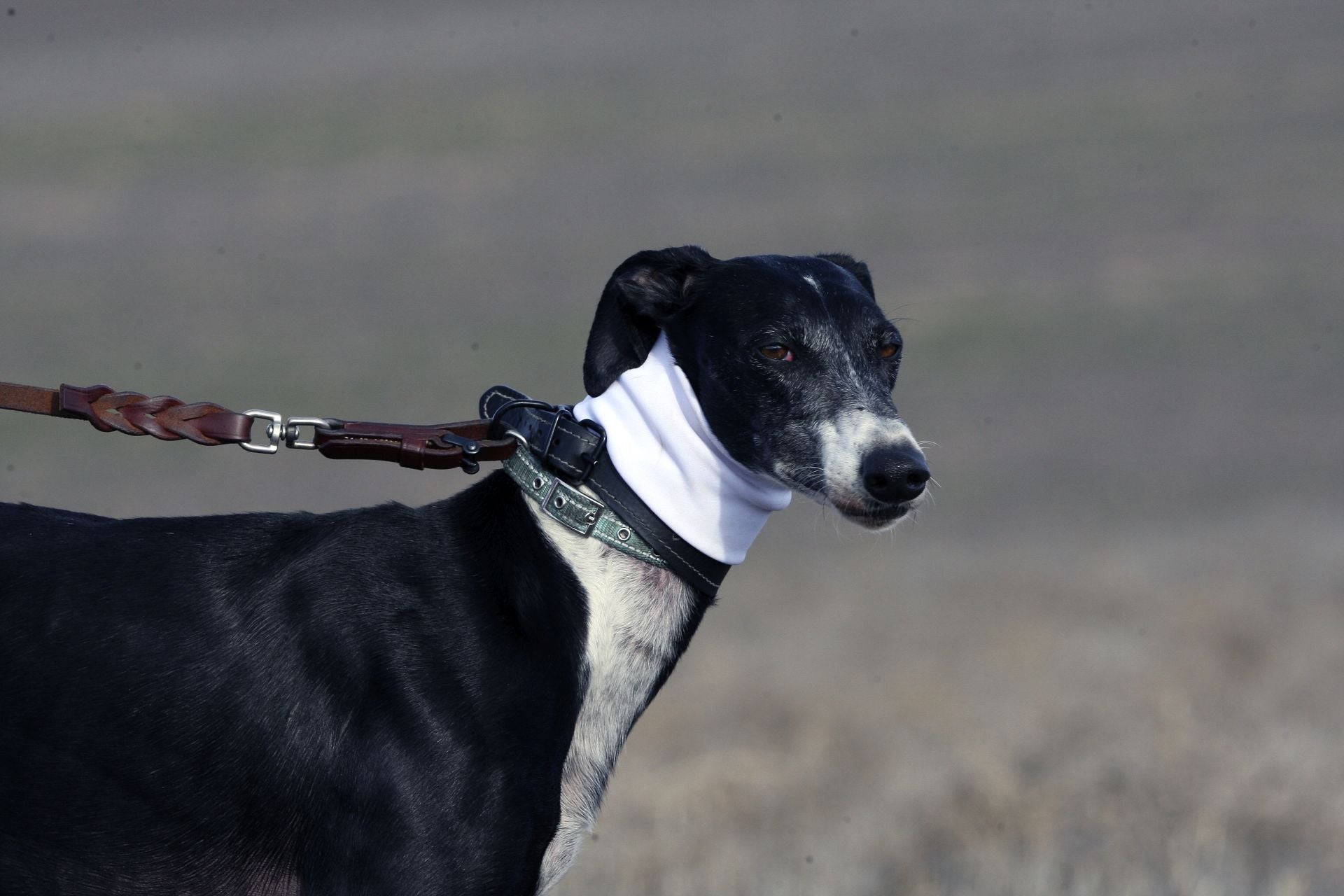 Las imágenes de una nueva jornada de los cuartos de final del LXXXVII Campeonato de Galgos