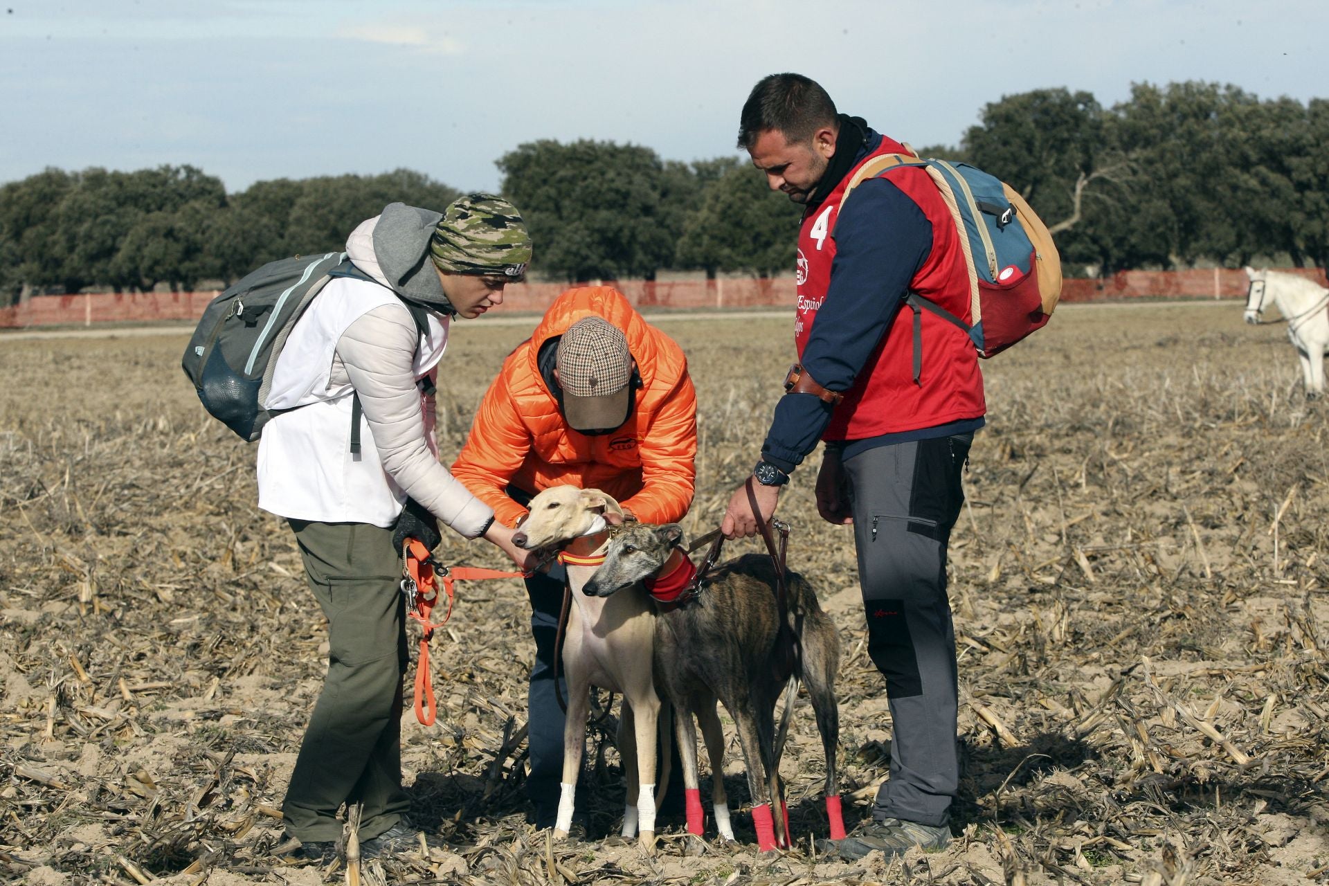 Las imágenes de una nueva jornada de los cuartos de final del LXXXVII Campeonato de Galgos