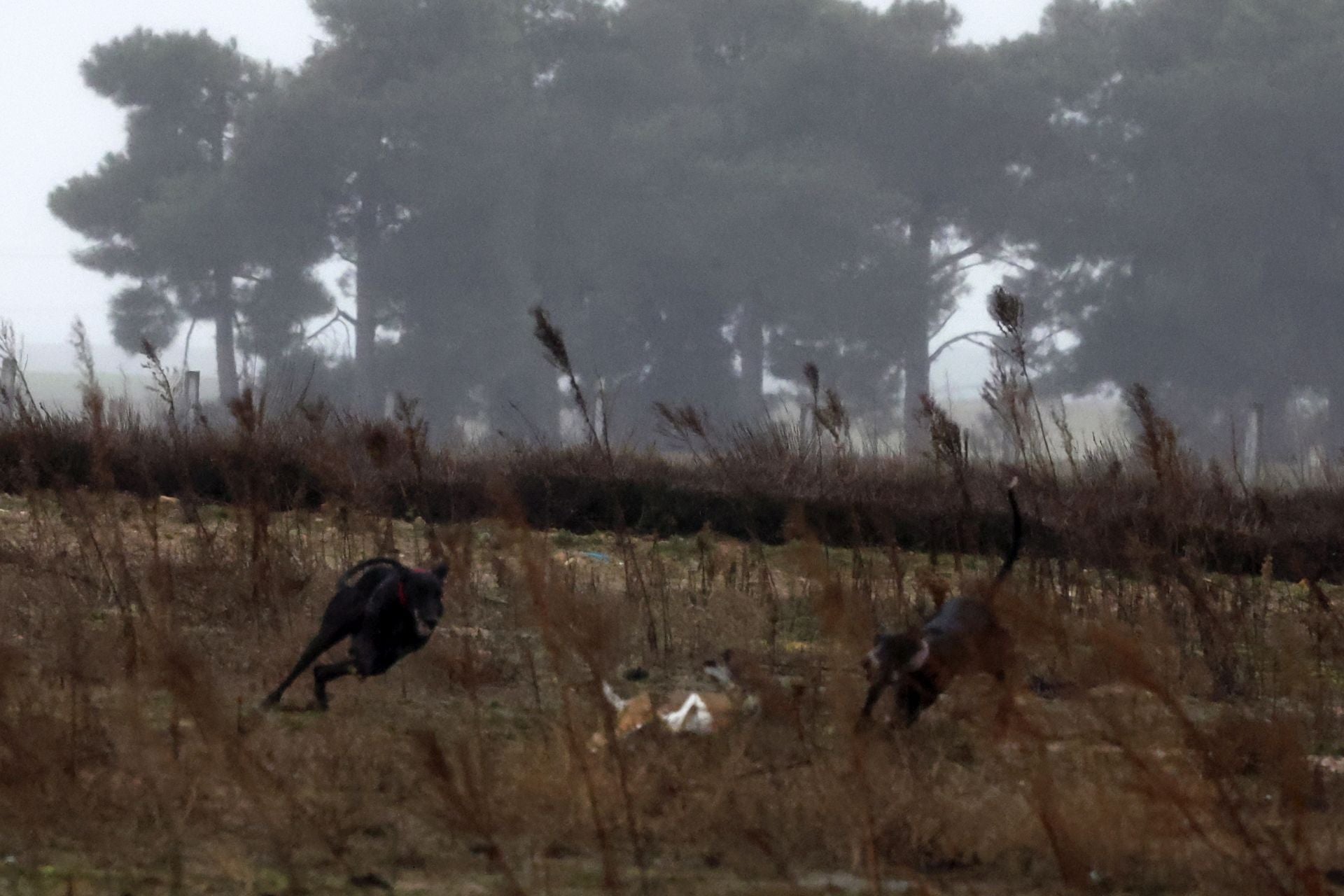 El campeonato de España de galgos en imágenes