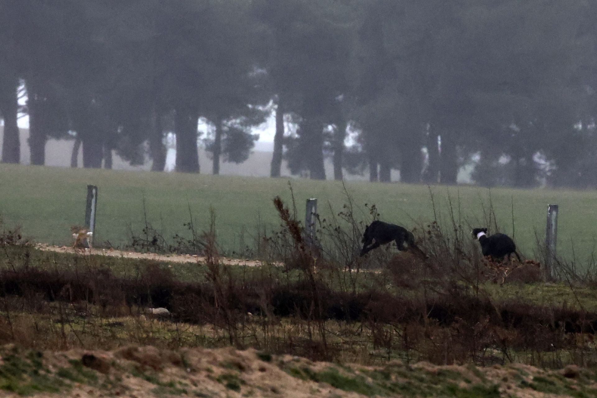 El campeonato de España de galgos en imágenes