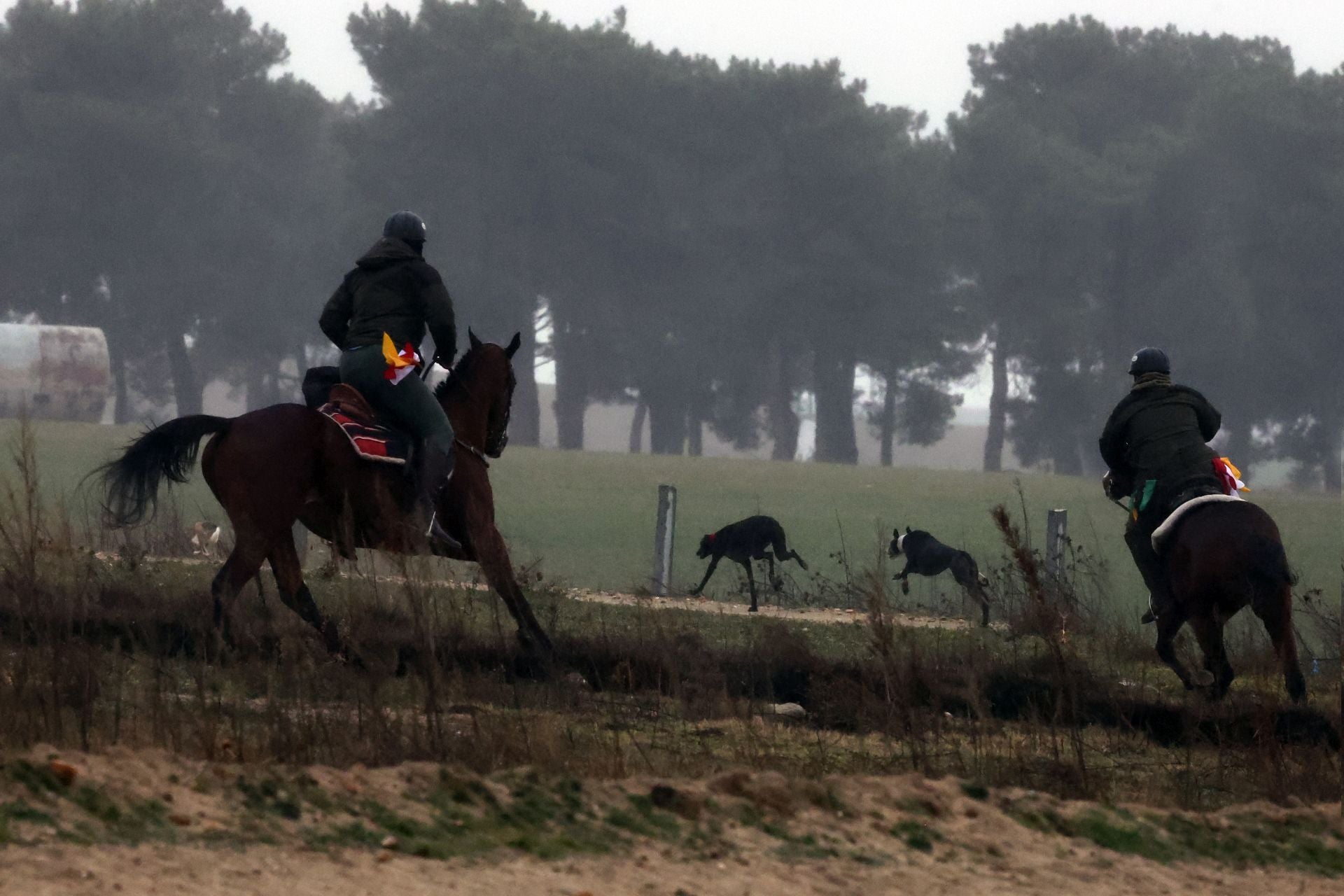 El campeonato de España de galgos en imágenes