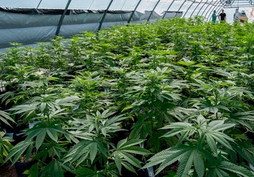 La empresa de cannabis terapéutico de Soria desecha las plantas por su mal estado