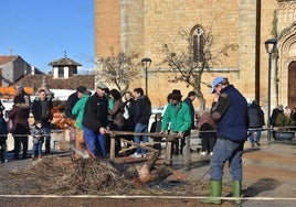 Chamuscado del cerdo en la fiesta de la matanza y otros detalles de la jornada en Becerril de Campos