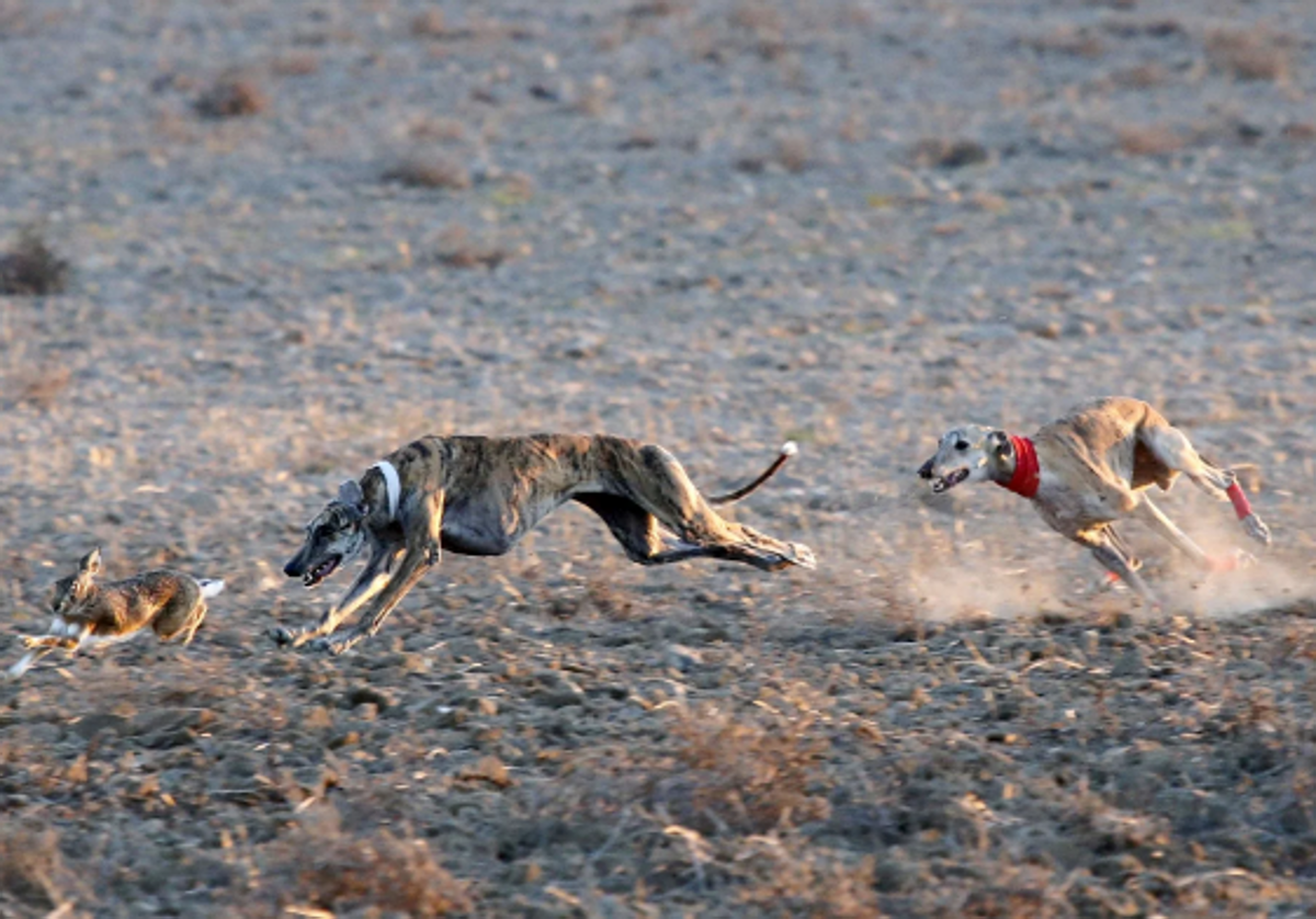 Cuartos de final del Campeonato Nacional de Galgos de este año.