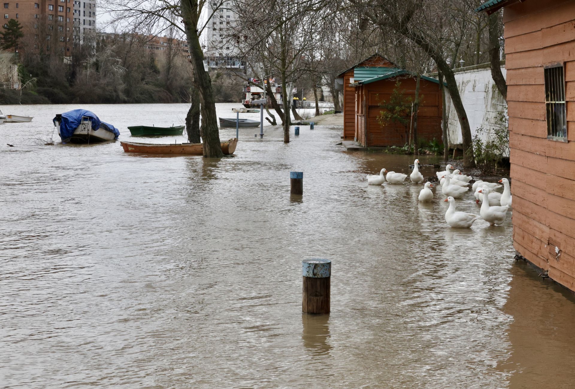 La crecida del río Pisuerga a su paso por Valladolid, en imágenes