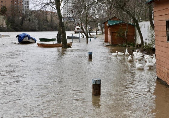 El río anega sus paseos inferiores antes del puente de Poniente.