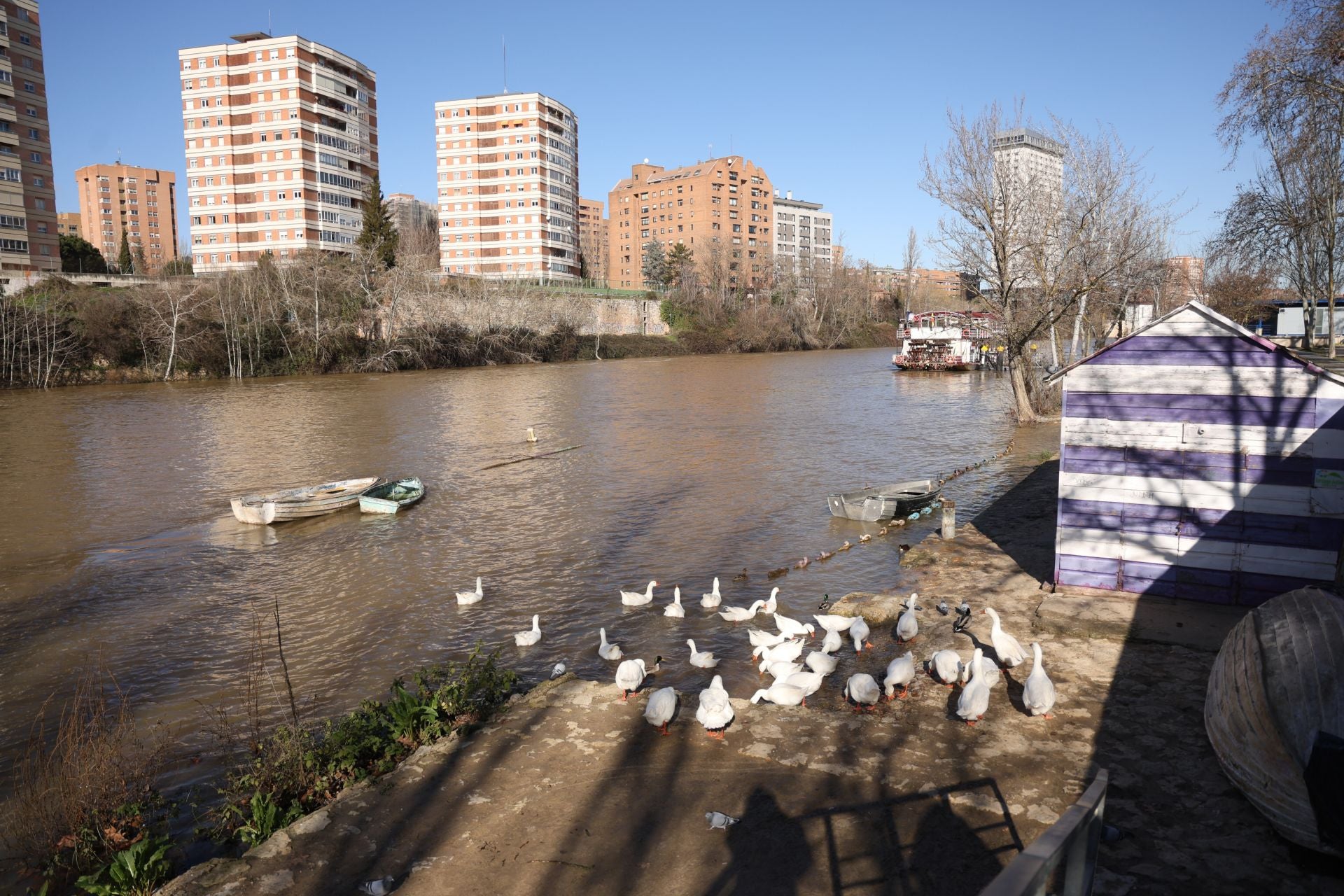 El estado del río Pisuerga, en imágenes