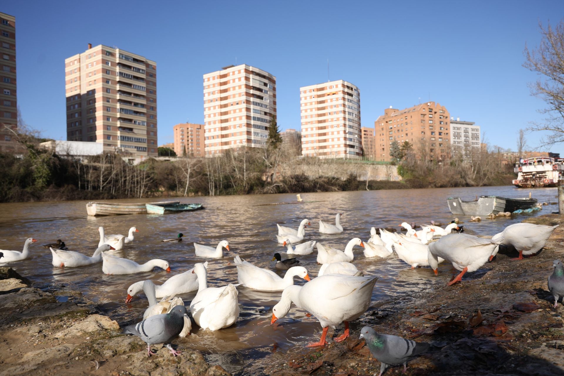 El estado del río Pisuerga, en imágenes