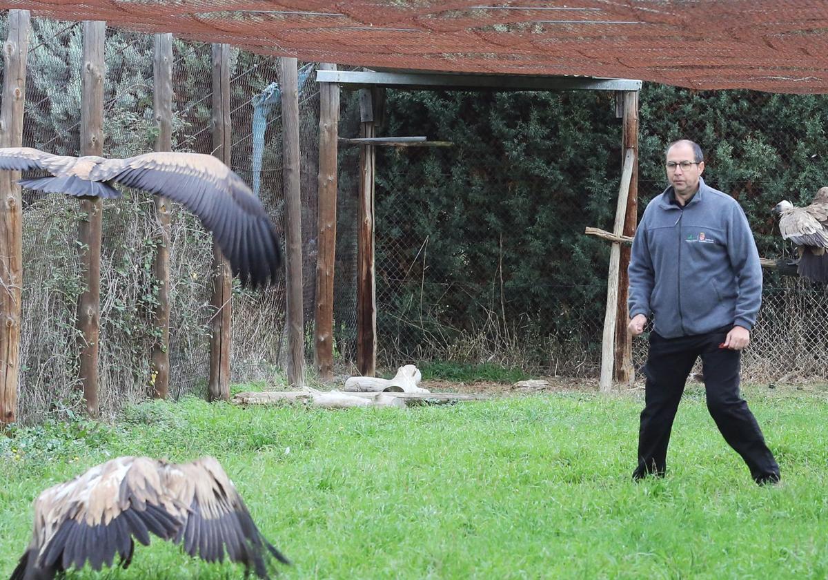 Uno de los trabajadores del centro evalúa el vuelo de unos buitres leonados.