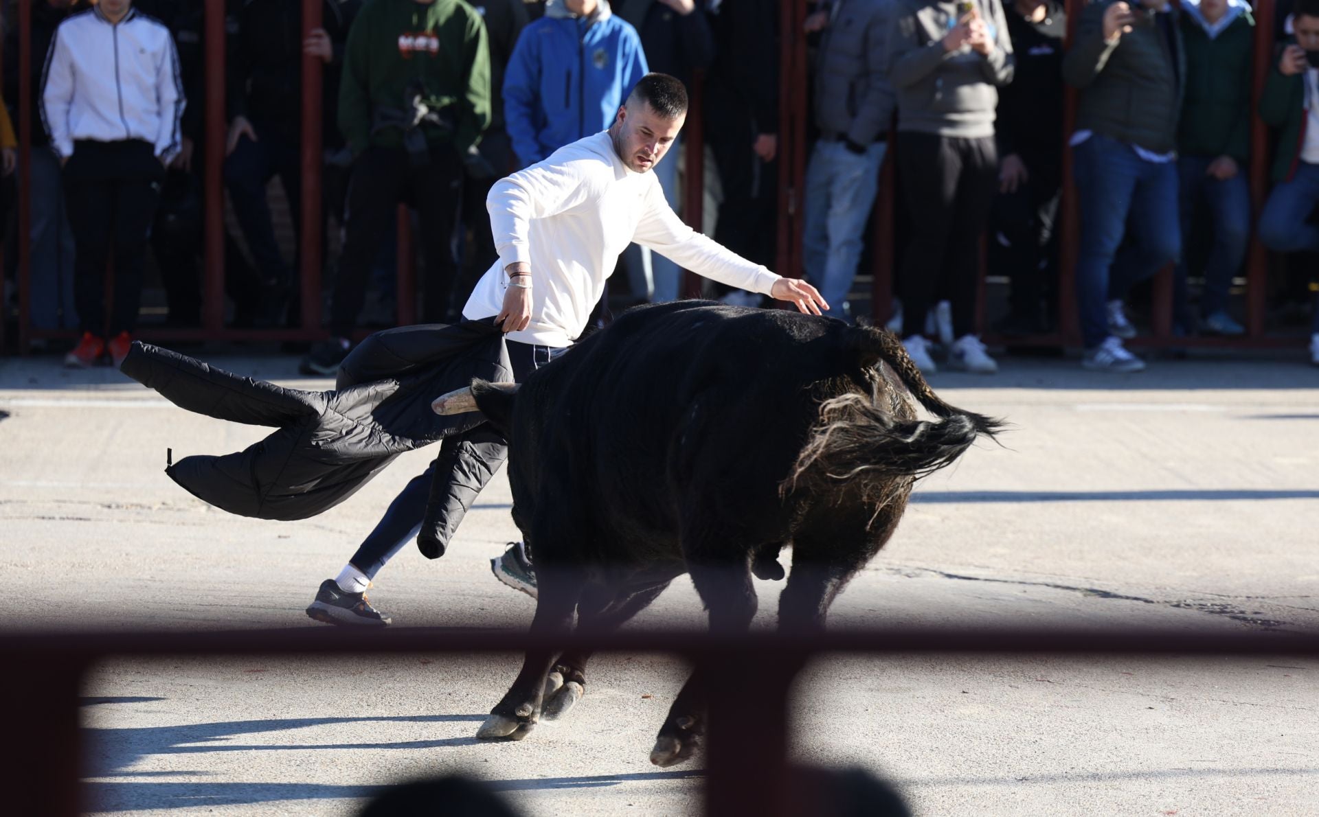 Las imágenes del encierro de Viana de Cega con los toros de San Blas