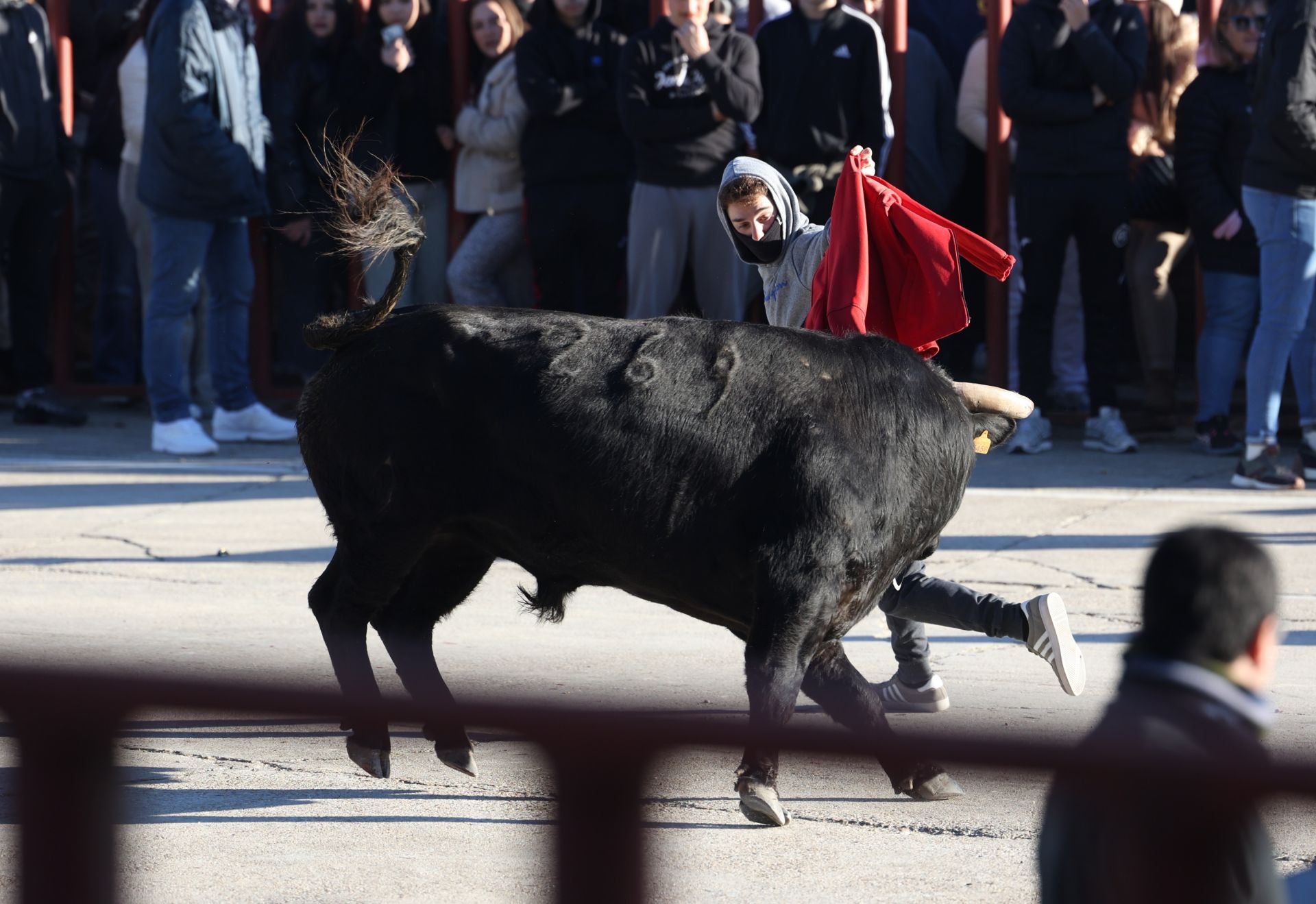 Las imágenes del encierro de Viana de Cega con los toros de San Blas