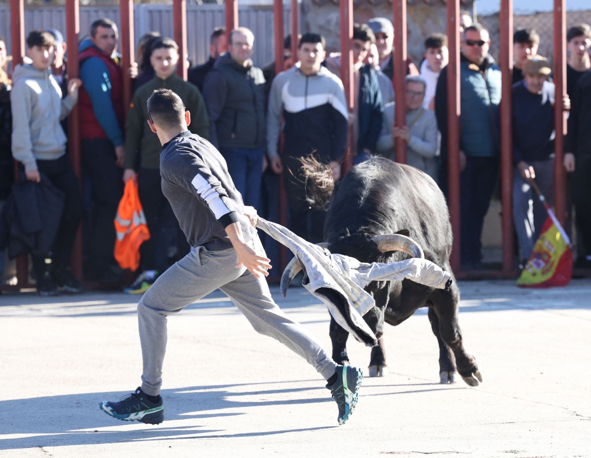 Las imágenes del encierro de Viana de Cega con los toros de San Blas