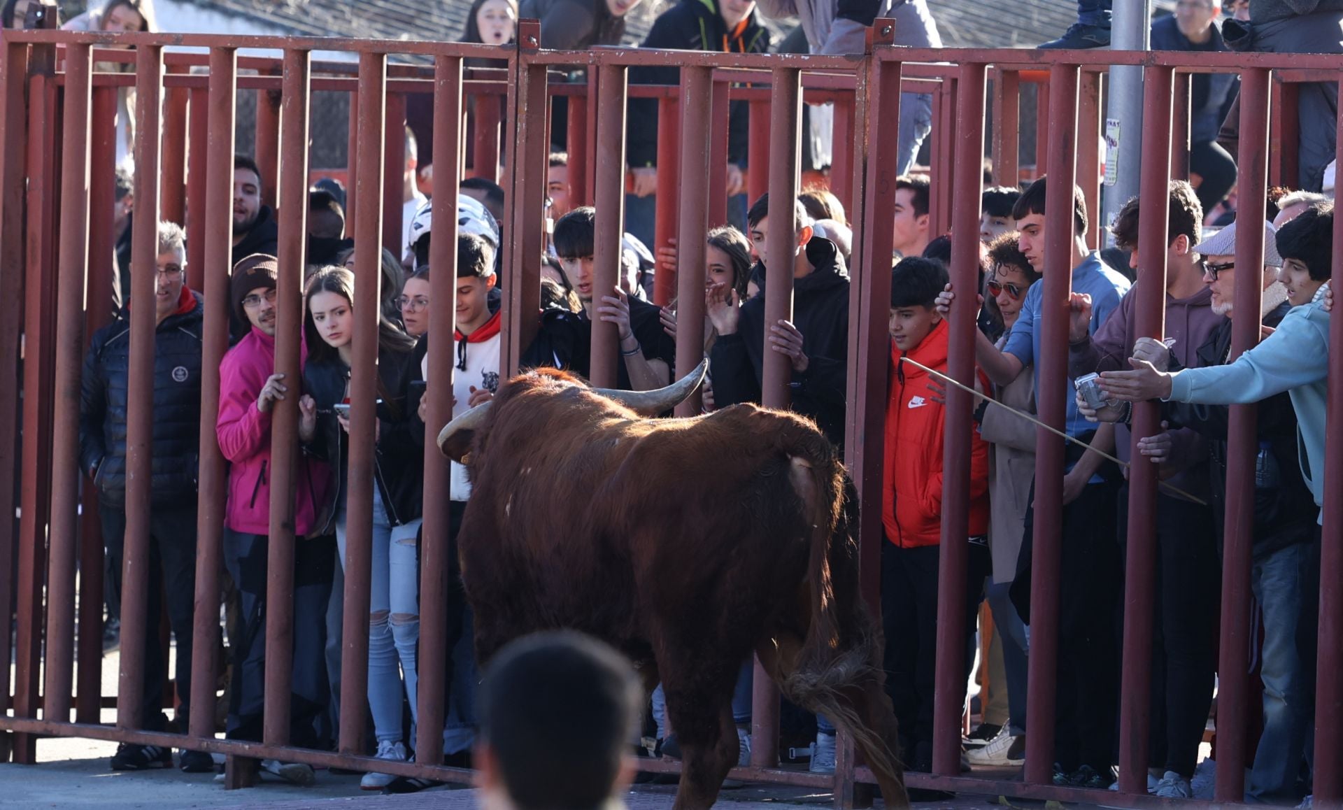 Las imágenes del encierro de Viana de Cega con los toros de San Blas