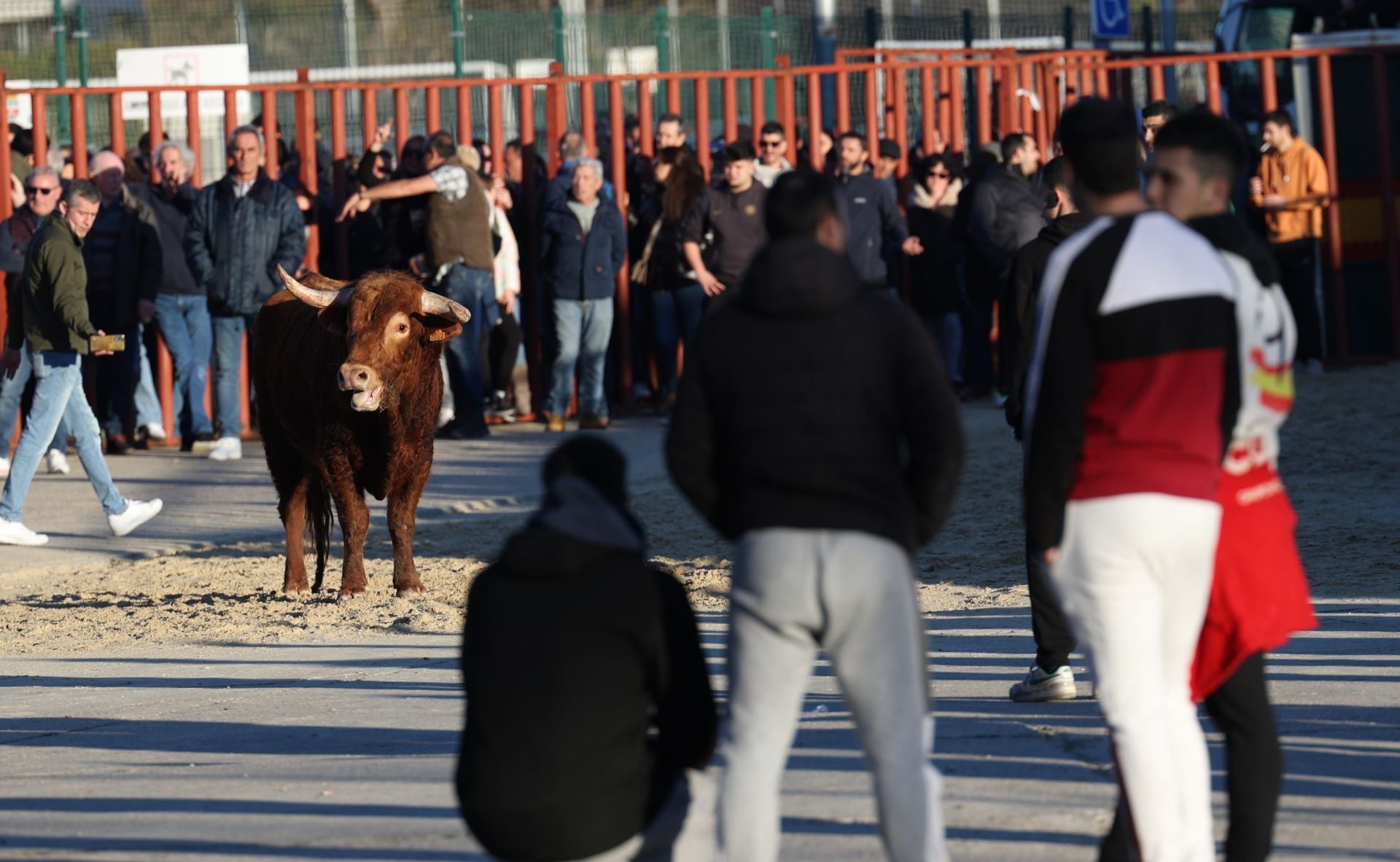 Las imágenes del encierro de Viana de Cega con los toros de San Blas