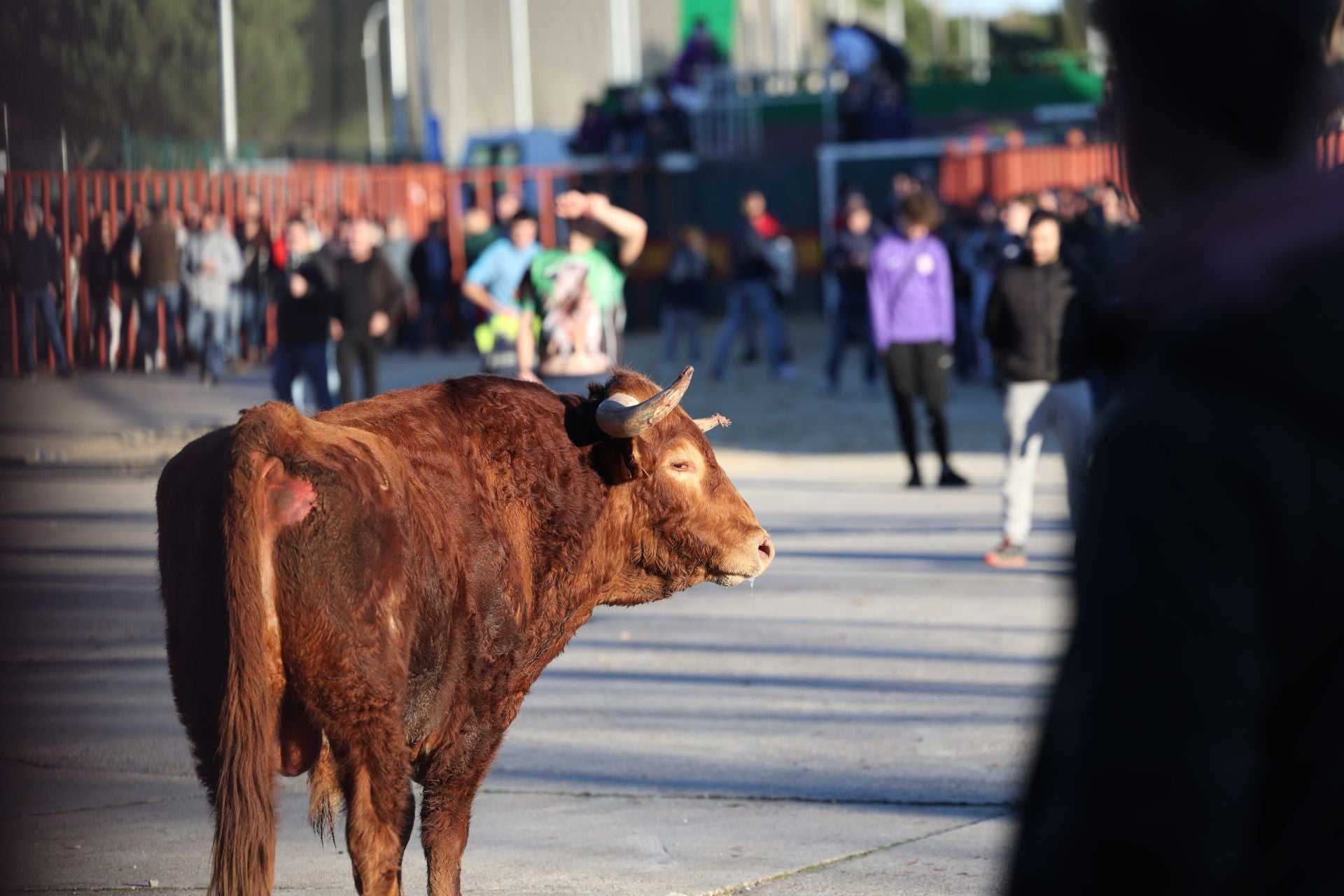 Las imágenes del encierro de Viana de Cega con los toros de San Blas