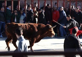 Las imágenes del encierro de Viana de Cega con los toros de San Blas