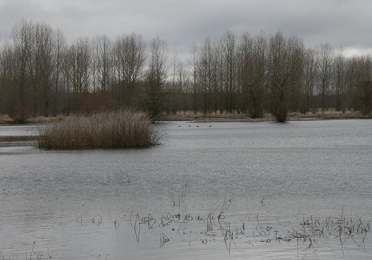 Estado actual del humedal El Espadañal situado en Cuéllar.