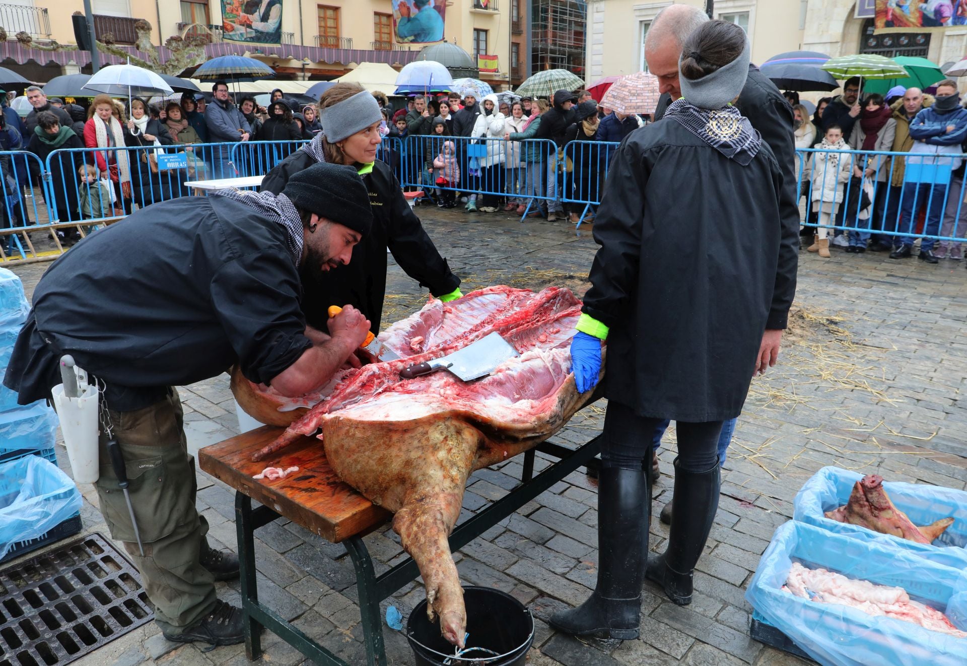 Una clase de labores del despiece del cerdo en la Plaza Mayor