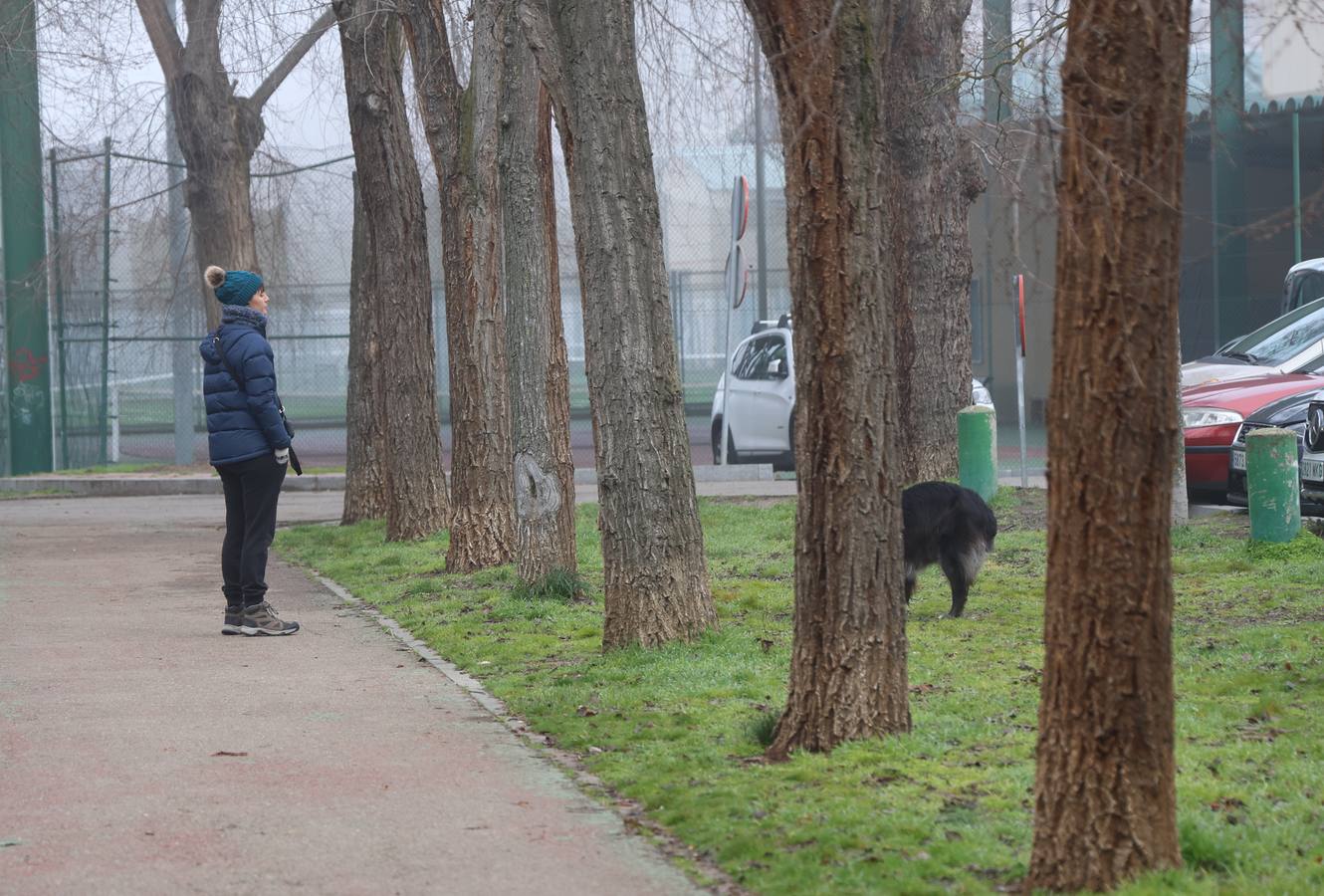 Nieblas persistentes y engelantes en Palencia