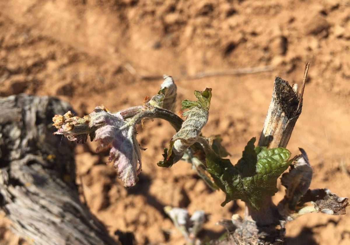 Un viñedo dañado por una helada primaveral en Ribera del Duero.