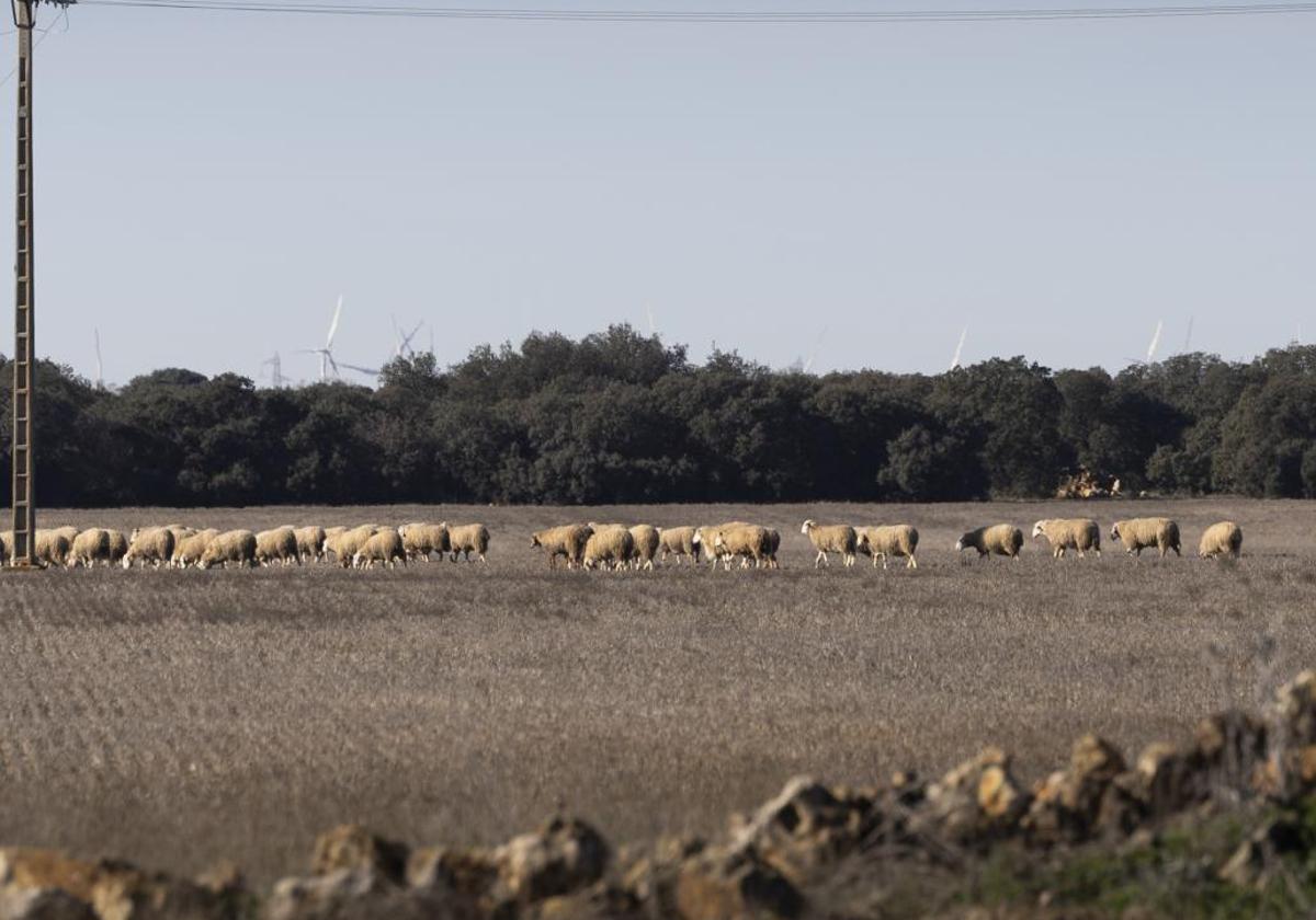 La resistencia de una granja escuela ante la macroplanta solar más grande de Castilla y León