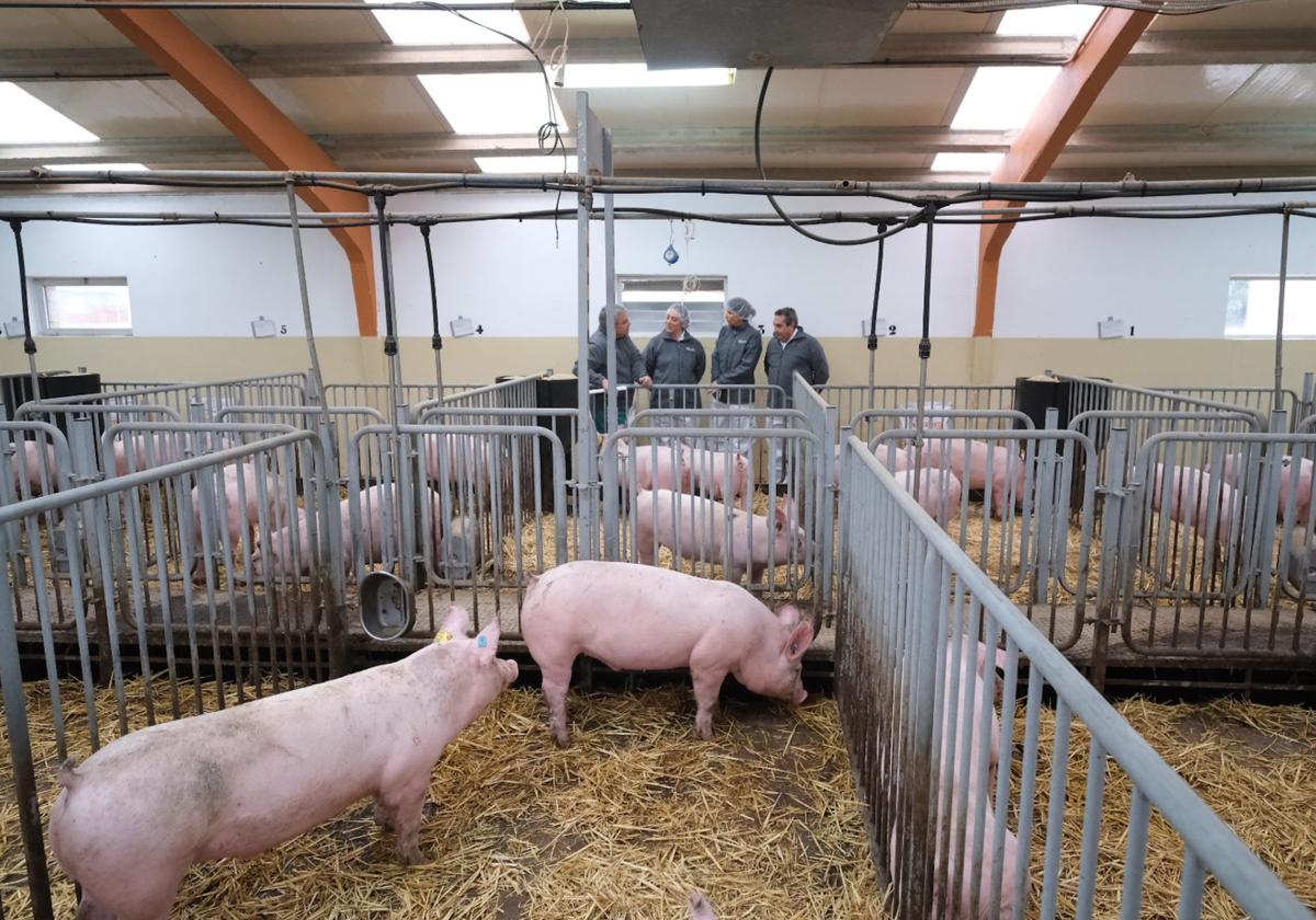 La consejera María González Corral, durante su visita al centro porcino de Hontalbilla.