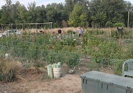 Huertos urbanos de Palencia este pasado verano.