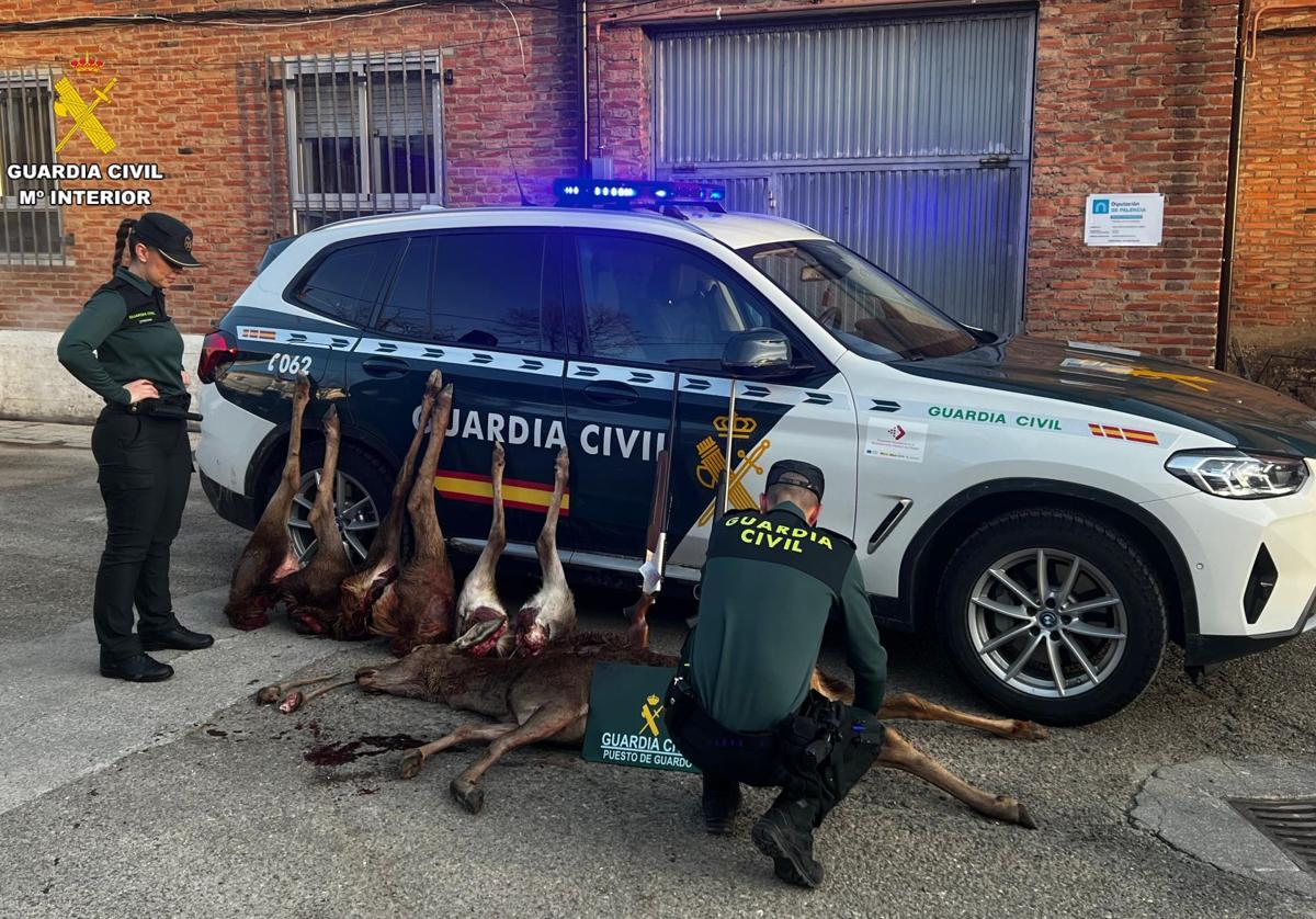 Piezas y cornamentas de caza mayor intervenidas por la Guardia Civil.