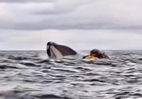 Momento en el que el joven es engullido por el cetáceo.