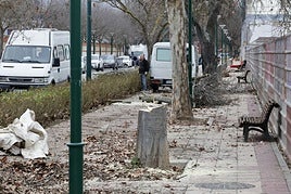 Los árboles cortados, en el camino del Cementerio.