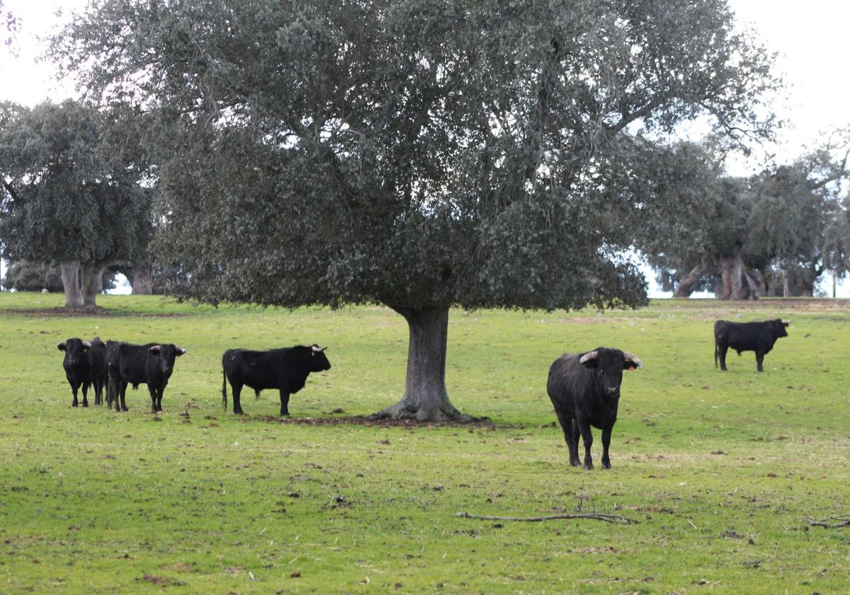 Imagen principal - Finca de Castillejo de Huebra, en la provincia de Salamanca.