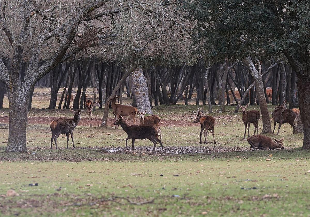Imagen de los ciervos, este martes en la reserva del monte el Viejo.