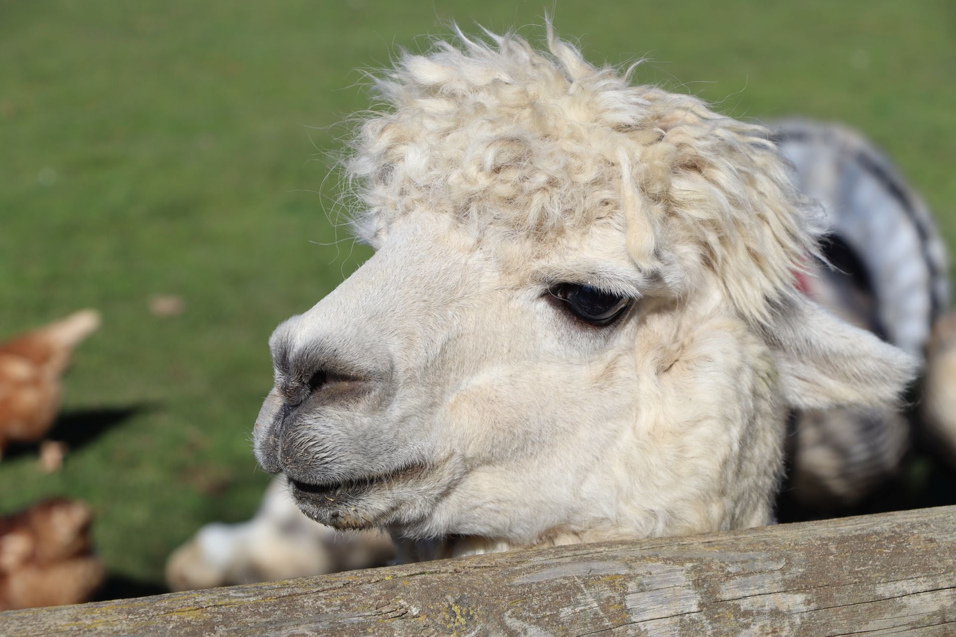 Los animales exóticos que animan un bar de León