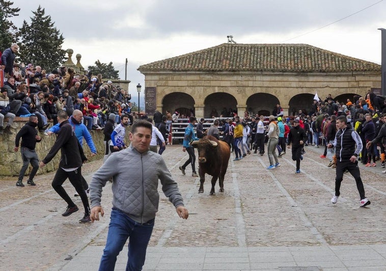 Participantes en el encierro del Martes de Carnaval, en Ciudad Rodrigo.