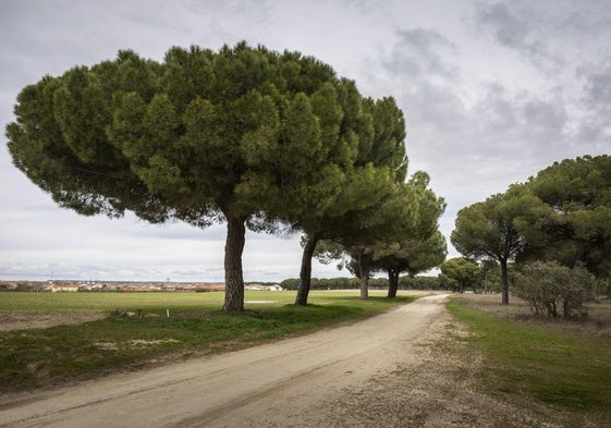 Sendero en Valdestillas.