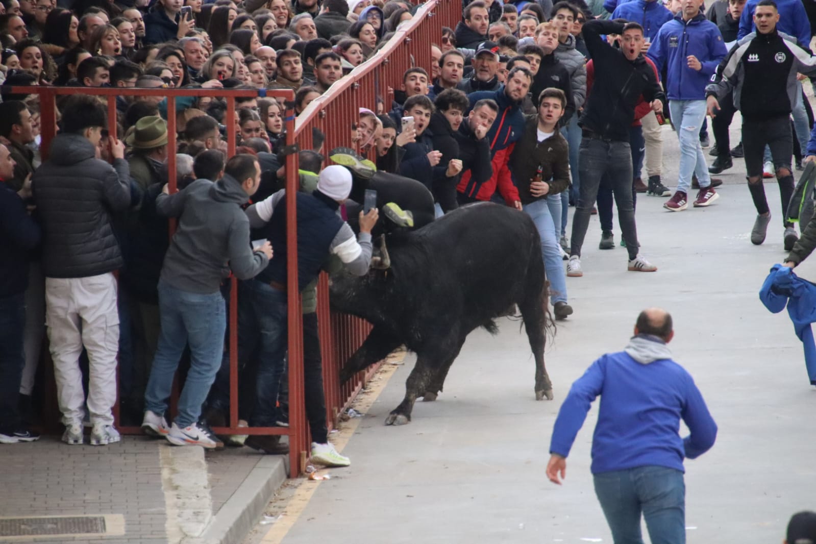 Secuencia de la aparatosa cogida a un aficionado en el Toro de Carnaval de Rioseco