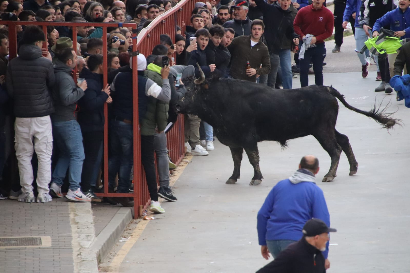 Secuencia de la aparatosa cogida a un aficionado en el Toro de Carnaval de Rioseco