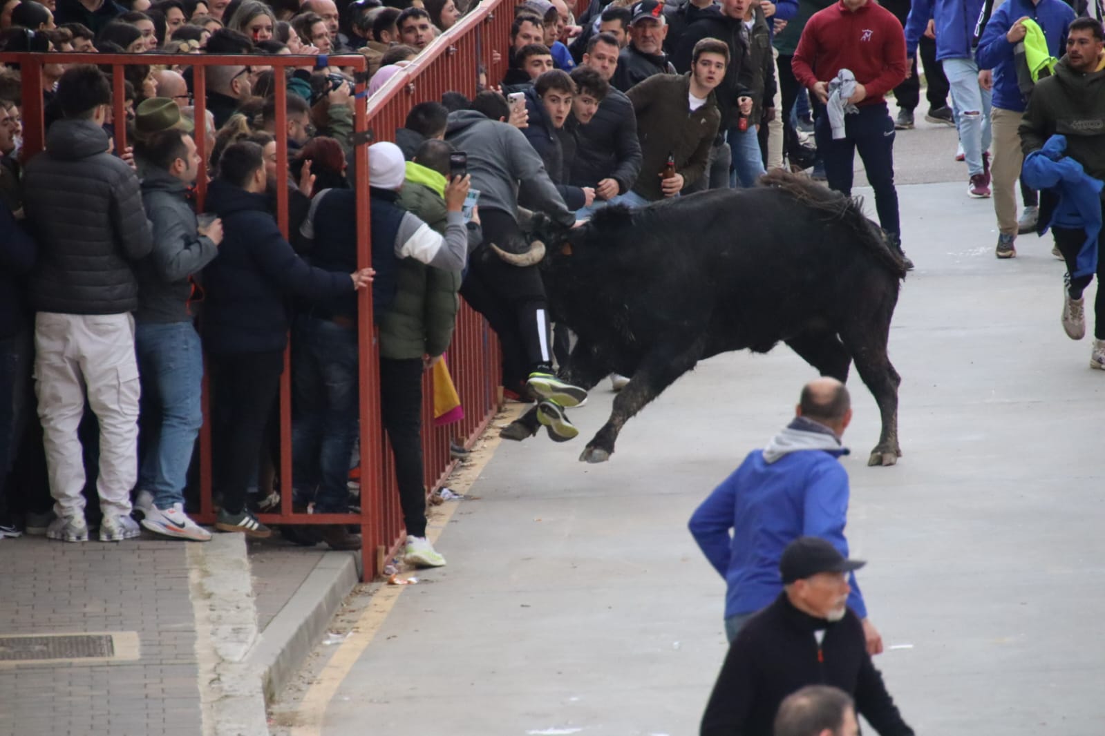 Secuencia de la aparatosa cogida a un aficionado en el Toro de Carnaval de Rioseco
