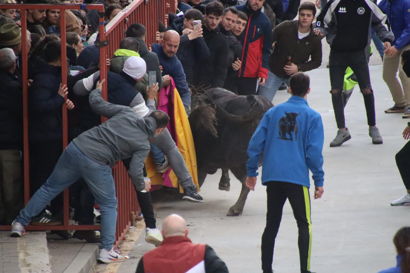 Secuencia de la aparatosa cogida a un aficionado en el Toro de Carnaval de Rioseco