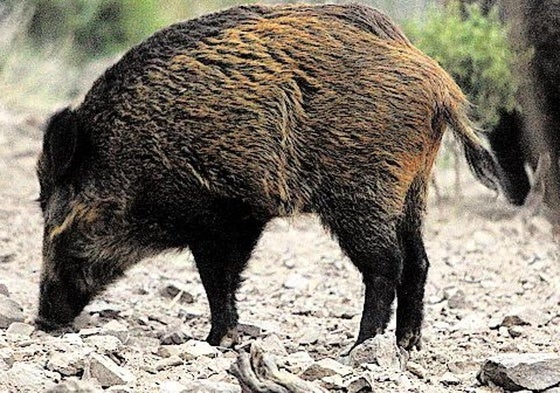 Un exjefe de celadores de Medio Ambiente hostiga con sus perros a un jabalí