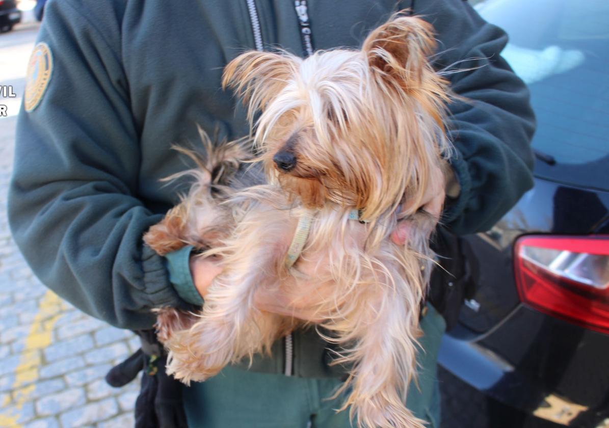 Dos detenidos por maltrato animal y estafar con la venta de un perro