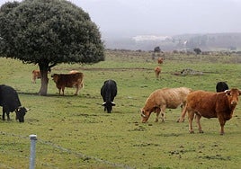 Ganado bovino en una parcela próxima a la sierra.