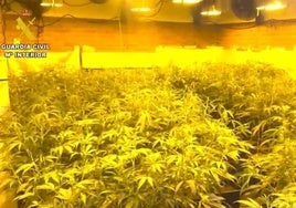 Plantación de marihuana en una de las viviendas encontradas por la Guardia Civil.