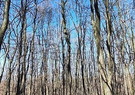 Una de las especies que mejor se adapta al cambio climático, según el estudio.