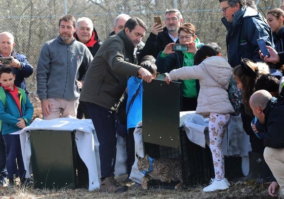Dos nuevos ejemplares de lince ibérico llegan al Cerrato Palentino un mes después