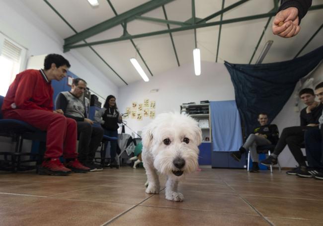Una actividad de terapia canina para personas adultas con autismo.