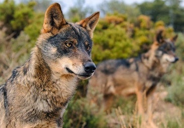 La Junta ve posible realizar ya controles excepcionales del lobo al norte del Duero