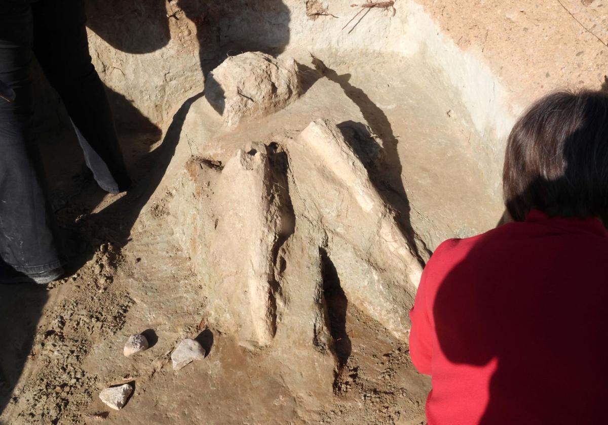 El mastodonte ya descansa en el Museo tras más de doce millones de años en Las Contiendas